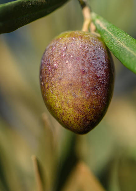 istock Mediterranean ripe olive ripening on branch at sunset 2235034559