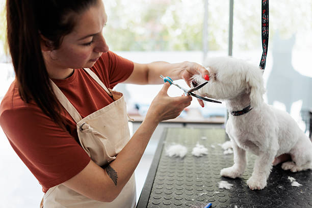 istock Professional groomer styling white Maltese dog 2235034807