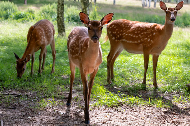istock Female spotted deer in a birch grove on a summer day 2235034995
