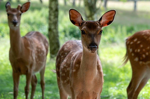 istock Female spotted deer in a birch grove on a summer day 2235035014