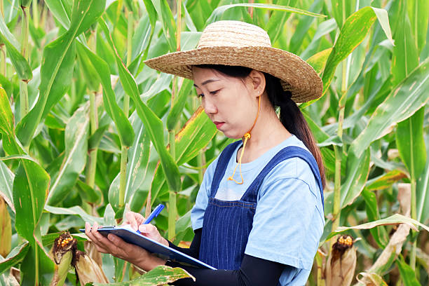 istock Young Asian female farmer technician checking corn growth 2235035105