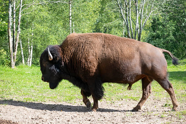 istock European bison walks on the grass in the wild 2235035342