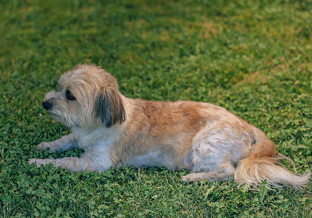 Bolonka Zwetna dog breed with gray fur close-up
