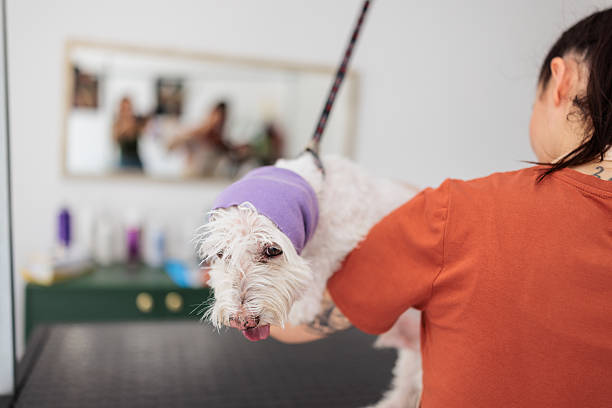 Professional pet groomer blow-drying a dog’s fur on a grooming table while the dog wears a purple fabric over its ears to protect them from the airflow.