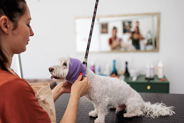 A professional pet groomer carefully places a purple fabric over a dog’s ears to protect them from the airflow while blow-drying its fur on the grooming table.