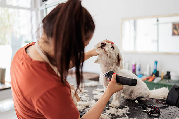istock Groomer clipping calm dog 2235037755