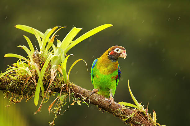 istock Brown-hooded parrot (Pyrilia haematotis) 2235038157