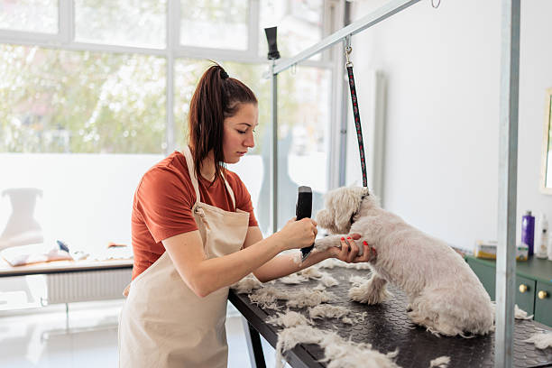 istock Groomer clipping calm dog 2235038362
