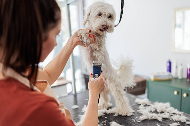 istock Groomer clipping calm dog 2235039382