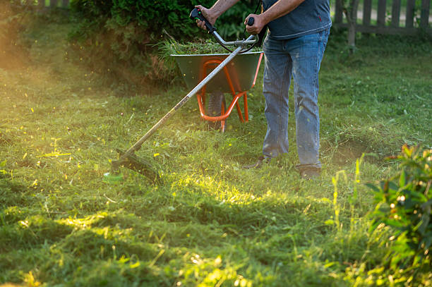 istock Man mowing grass with trimmer in sunlight with wheelbarrow nearby 2235039593