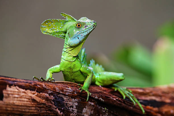 istock Male plumed basilisk (Basiliscus plumifrons) sitting on a log 2235039622