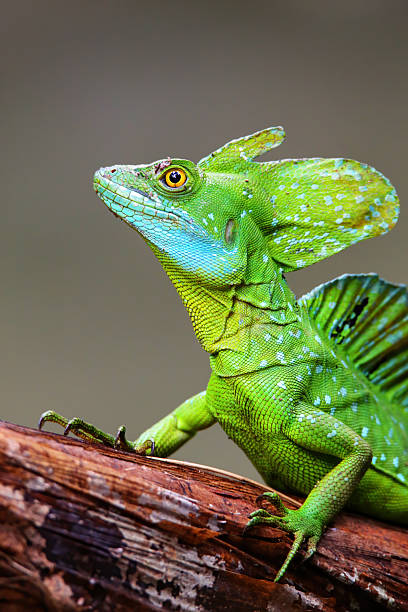 istock Male plumed basilisk (Basiliscus plumifrons) sitting on a log 2235039623