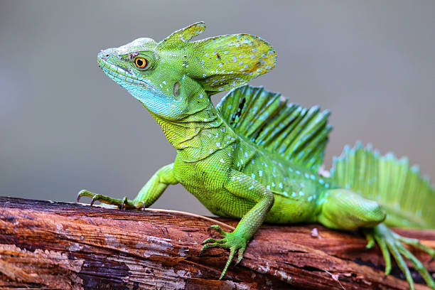istock Male plumed basilisk (Basiliscus plumifrons) sitting on a log, Costa Rica 2235039624