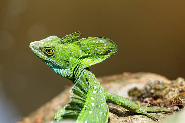 istock Male plumed basilisk (Basiliscus plumifrons) sitting on a stump 2235040081
