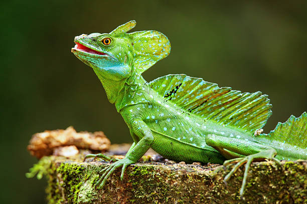 istock Male plumed basilisk (Basiliscus plumifrons) sitting on a stump 2235040377
