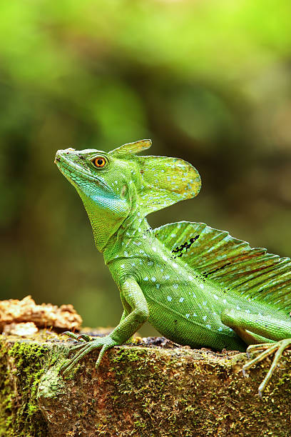 istock Male plumed basilisk (Basiliscus plumifrons) sitting on a stump 2235040379