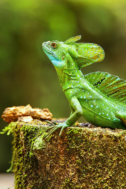 istock Male plumed basilisk (Basiliscus plumifrons) sitting on a stump 2235040564
