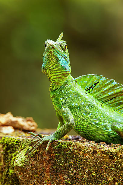 istock Male plumed basilisk (Basiliscus plumifrons) sitting on a stump 2235040565