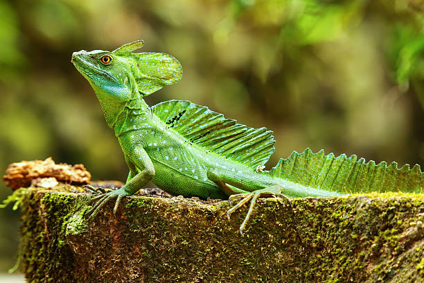 istock Male plumed basilisk (Basiliscus plumifrons) sitting on a stump 2235040609