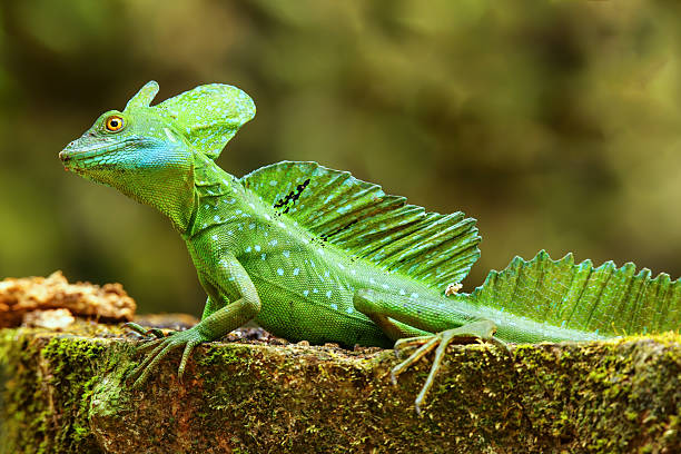 istock Male plumed basilisk (Basiliscus plumifrons) sitting on a stump 2235040734