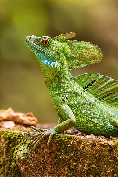 istock Male plumed basilisk (Basiliscus plumifrons) sitting on a stump 2235040765