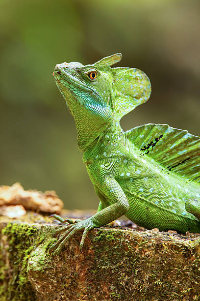 Male plumed basilisk (Basiliscus plumifrons) sitting on a stump