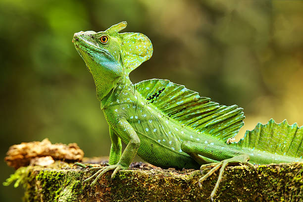 istock Male plumed basilisk (Basiliscus plumifrons) sitting on a stump 2235041170