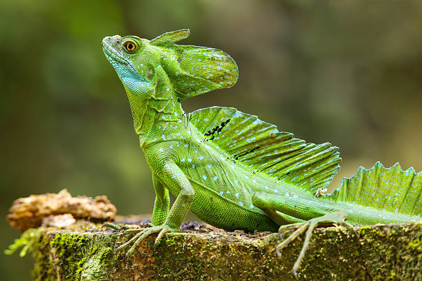 istock Male plumed basilisk (Basiliscus plumifrons) sitting on a stump 2235041211