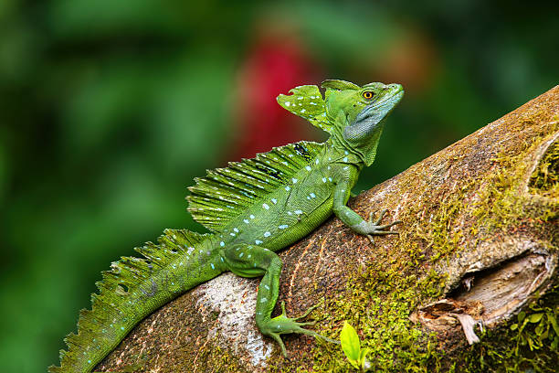 istock Male plumed basilisk (Basiliscus plumifrons) sitting on a log 2235041402