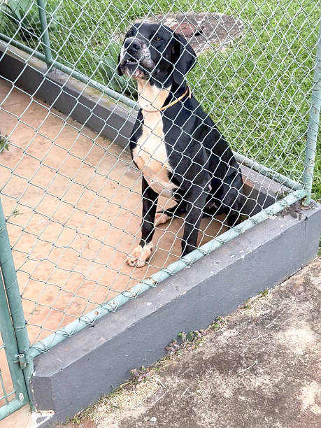 istock Guard dog baring it's teeth behind wire cage 2235041813