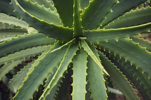 istock Aloe vera plant close up view 2235042423