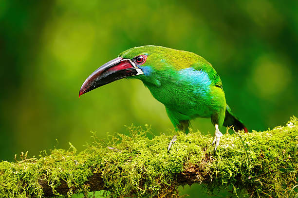 istock Crimson-rumped toucanet sitting in a tree 2235043127
