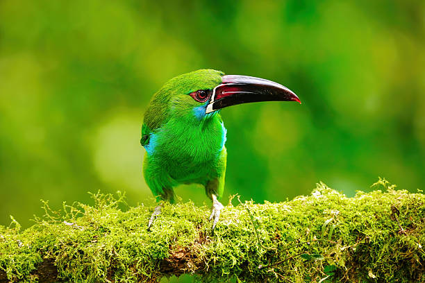 istock Crimson-rumped toucanet sitting in a tree 2235043135