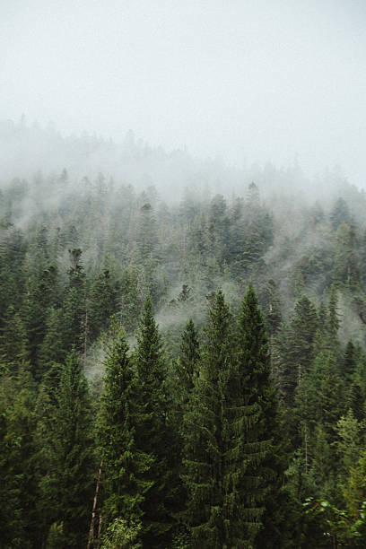 istock Lush Green Forest in Morning Mist in the Mountains 2235043194