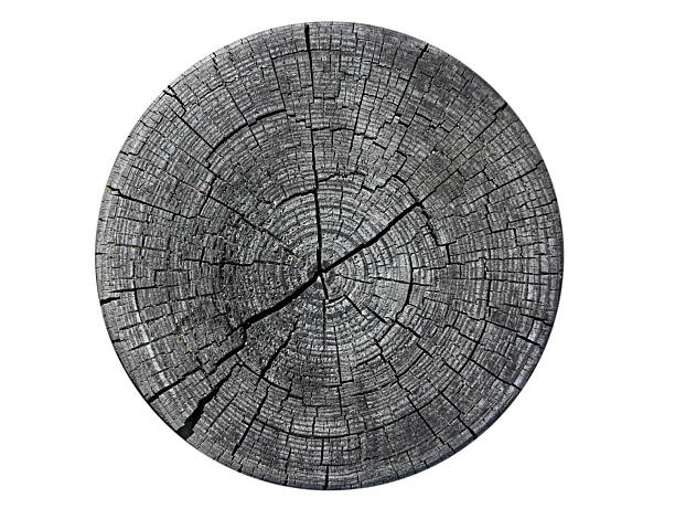 Old cracked stump with rings isolated on white, top view