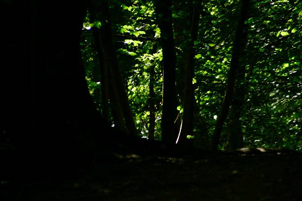 A dark, shadowy forest scene with sunlight filtering through dense green leaves. The moody lighting and natural textures create a mysterious and tranquil woodland atmosphere, perfect for nature themes