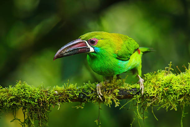 istock Crimson-rumped toucanet sitting in a tree 2235045149