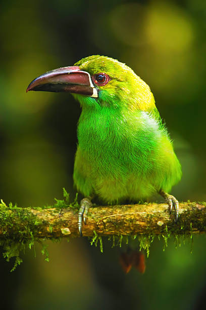 istock Crimson-rumped toucanet sitting in a tree 2235045922