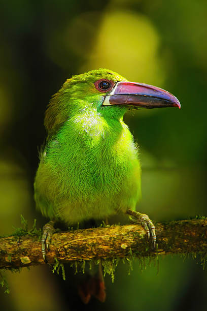 istock Crimson-rumped toucanet sitting in a tree 2235046088