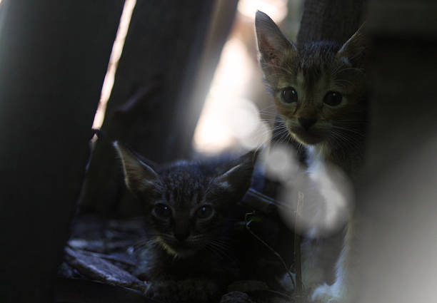 cute little kittens, always curious to their surroundings