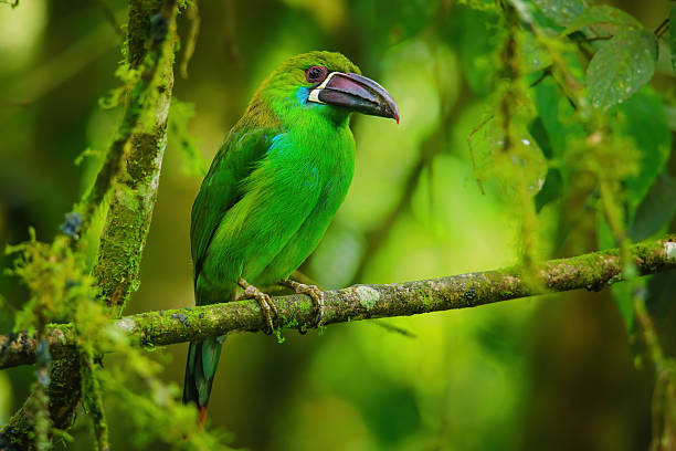 istock Crimson-rumped toucanet sitting in a tree 2235046345