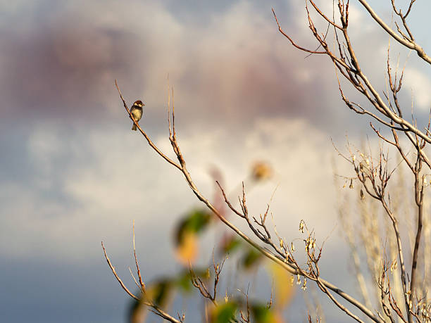 istock Sparrow on a branch with a cloudy sky in the background 2235047462
