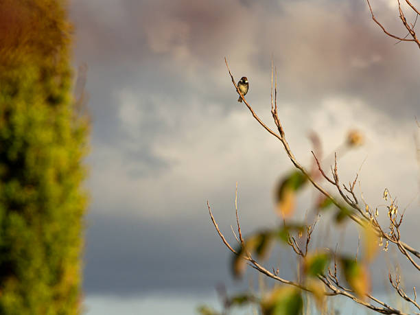 Sparrow perched on a branch with a cloudy sky in the background at sunset.