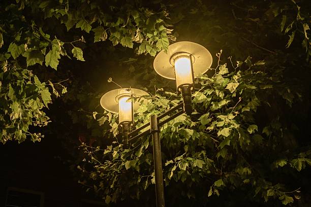 Two street lights illuminating green leaves on a tree at night