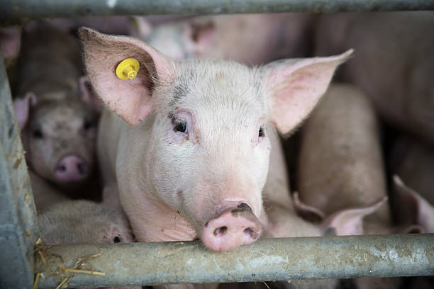istock Young pig on the farm 2235053308