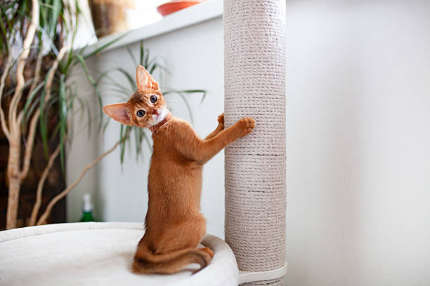 istock Abyssinian sorrel cat sharpen claws on scratching post. Light interior with green plants. Selective focus. 2235054442