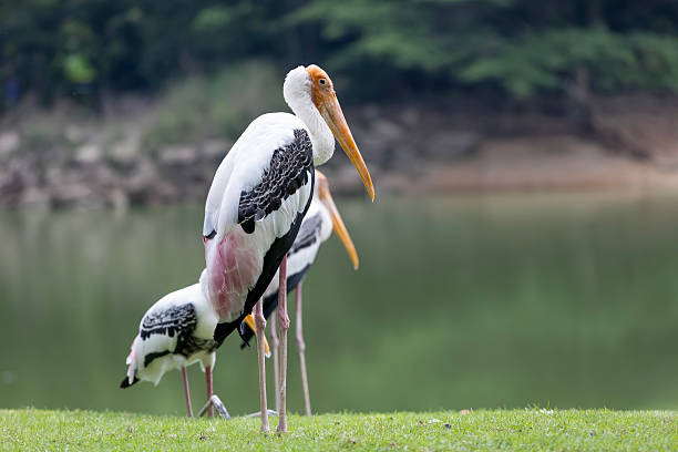 istock Group Painted Stork bird (Mycteria leucocephala) in garden 2235055710