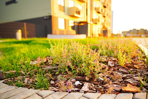 Pine bark for mulching soil on lawn in landscape design. Pine bark mulch for gardening in puplic spaces landscaping. Pine bark mulching in landscaping for urban spaces. Shrubs planting in city stret.