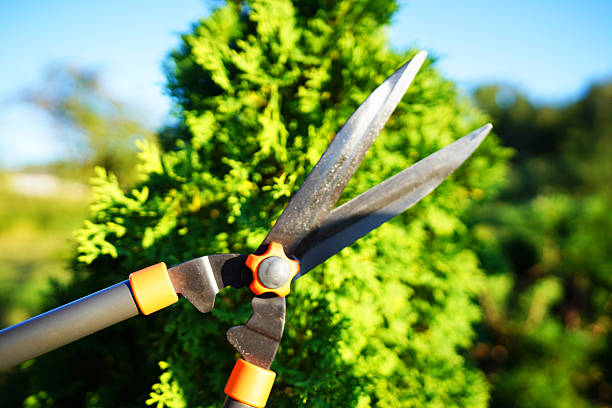 Garden shears with orange handles rest on the dense, glossy leaves of an evergreen shrub, creating a vibrant contrast. The close-up depicts the pruning tool and healthy greenery, ideally illustrating gardening, plant care, or springtime work outdoors.