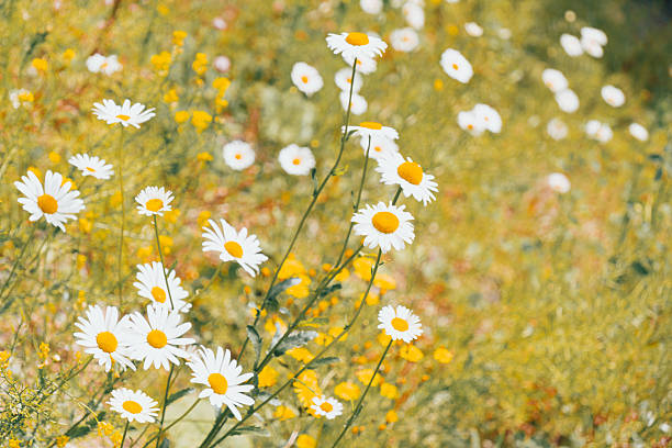 Daisies, Matricaria Chamomilla in meadow, beautiful summer landscape, blossoming camellias natural panoramic background with green field, environmental protection